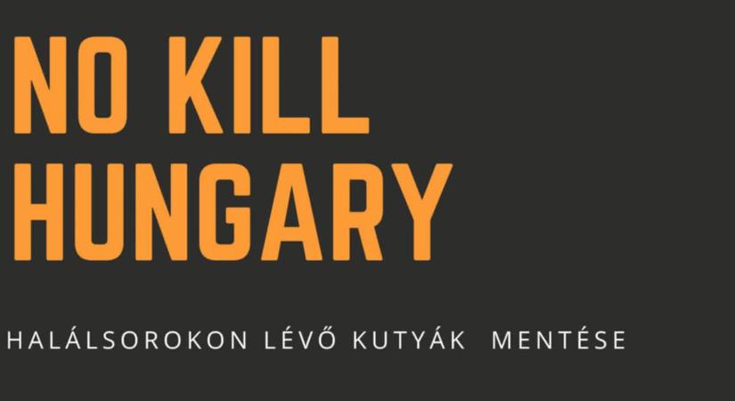 "Minden élet számít” – Interjú Vidra Bettyvel, a No Kill Hungary mozgalom alapítójával