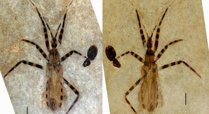 A genitáliái alapján azonosítottak egy 50 millió évvel ezelőtt élt rovart