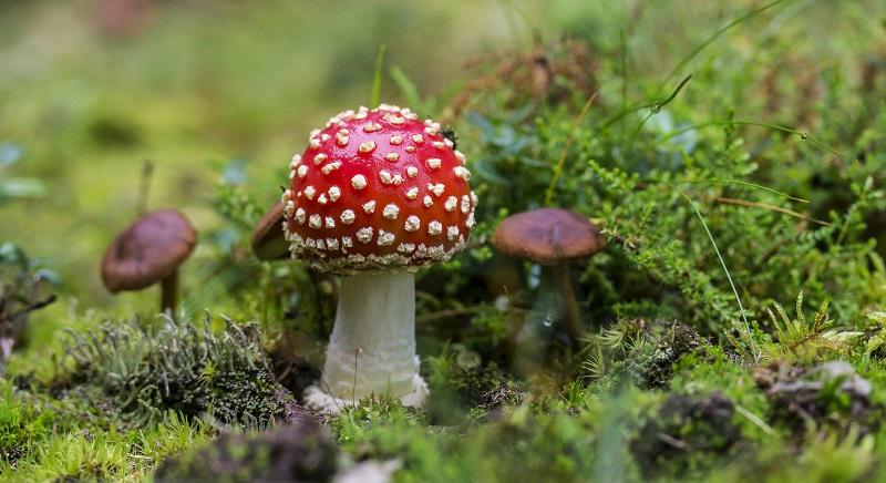 Életfogytiglanra ítélték a galócás gyilkost