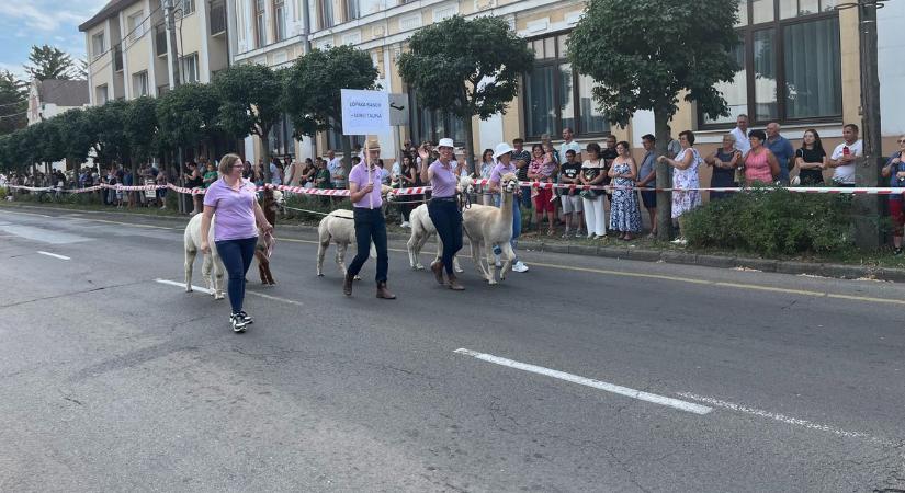 Emlékezetessé tették a felvonulást, alpakák vezették a szüreti menetet – galériával, videóval