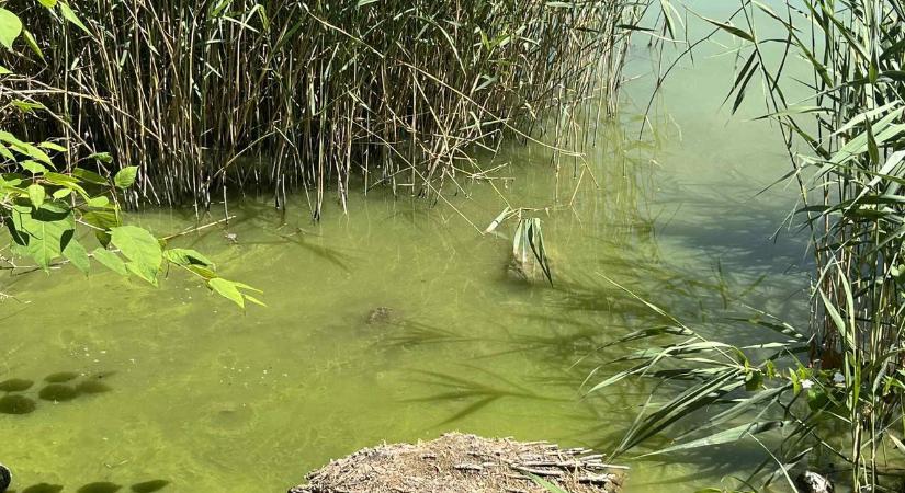Közbeszerzés nélkül kotorhatja a Balatonból az iszapot Mészáros cége egymilliárdért