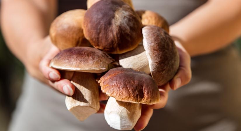 Napok kérdése, és indulhat a gombaszezon LELŐHELYEK