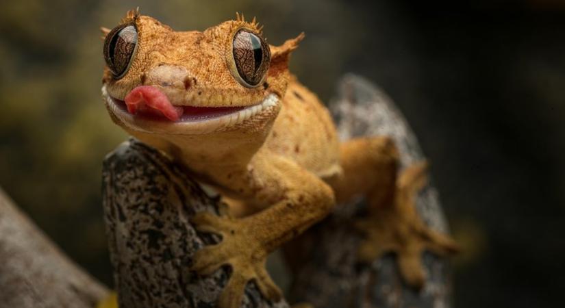 Hüllők a nappaliban – tényleg hidegvérű lakótársak?