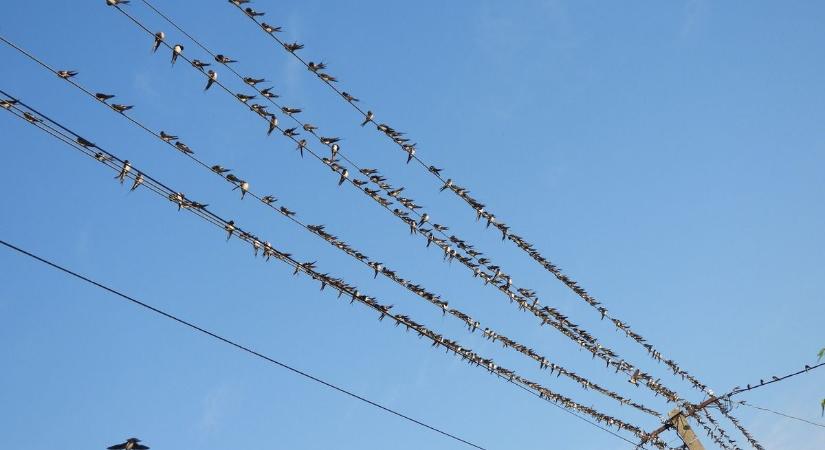 A fecskék már útra készek – itt az ősz visszavonhatatlan jele