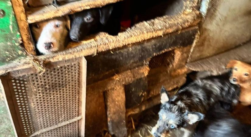 Pokoli mocsokban és bűzben, félig megvakulva szenvedtek kutyák tucatjai évek óta ( galéria, videó)