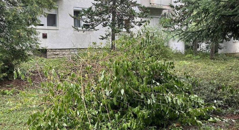 Egy lakó önkényesen visszavágta a közterületi díszcserjéket Veszprémben, ezzel súlyos rongálást követett el