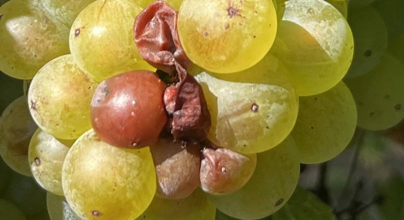 Kertészeti növényvédelmi előrejelzés: így zajlik most a szüret