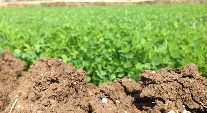 Biostimulátorral javítható a talaj klímaadaptációs képessége