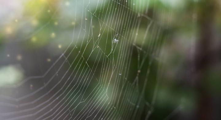 Hátborzongató fegyvert használnak ezek a pókok: te sem akarsz velük találkozni