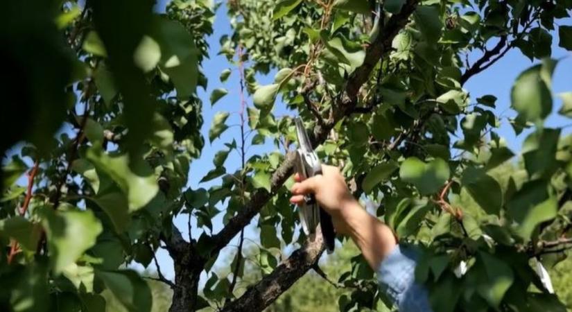 Ne hagyd magára a kajszit ősszel sem!  VIDEÓ