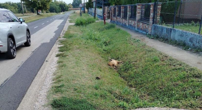 Gyorshajtóktól tartanak a helyiek, sorra hullanak a vadak a település határában
