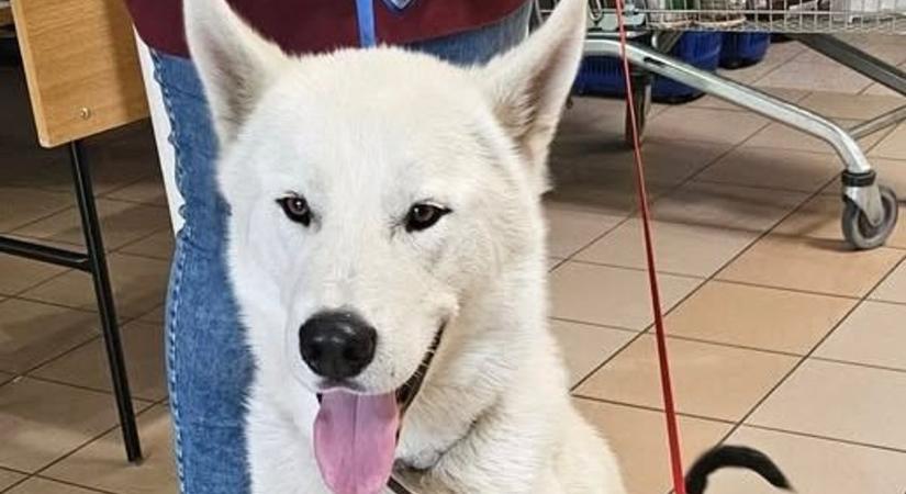 Ennél ma nem lesz cukibb: hazatalált Zeusz, a háromlábú husky