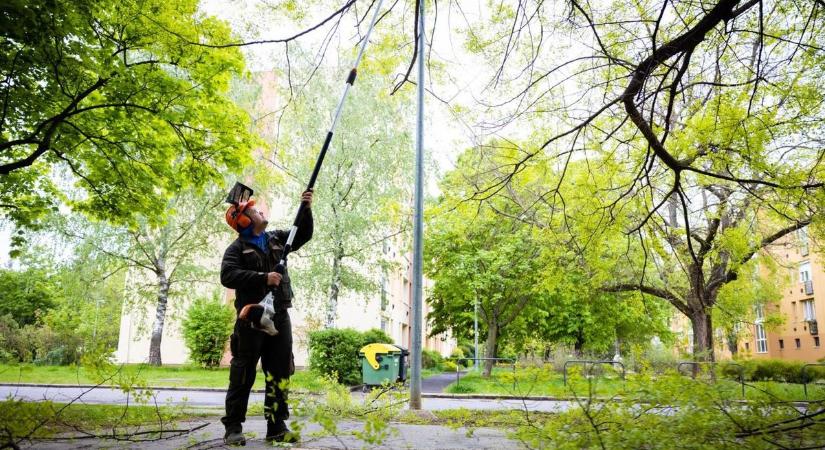 Jelenteni kell a veszélyes fákat