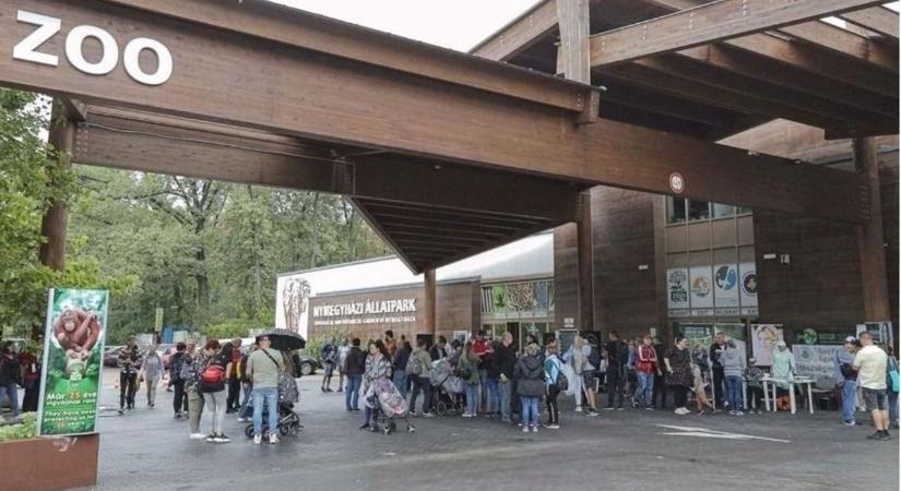 Ettől cukibbat ma biztos nem fogsz látni: átestek az első orvosi vizsgálaton a Nyíregyházi Állatpark két hetes kölykei (videó)