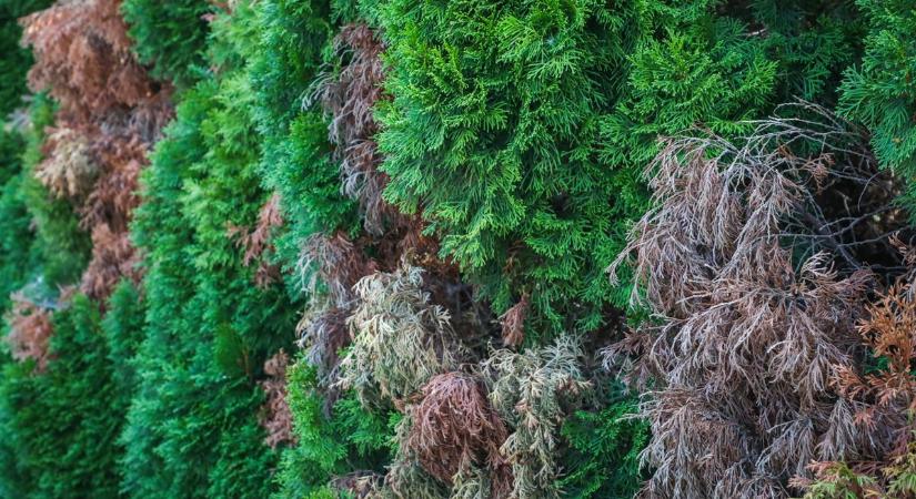 Így lesz a kerted a tuják halálsora – két megoldás maradt, de az egyik nagyon drasztikus
