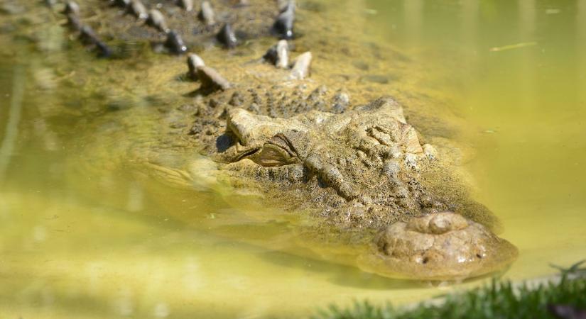Együtt úsztak naphosszat: Chito Shedden és Pocho, a „szelíd” krokodil története