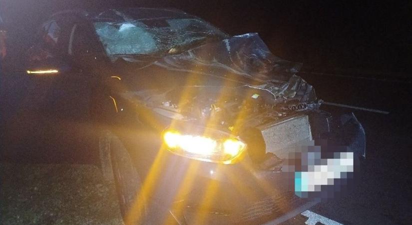Újabb vadbalesetek vármegyénkben – mutatjuk, hogyan előzhetők meg!