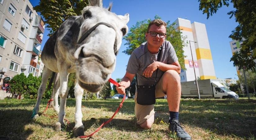 A szamármentő fiú adománygyűjtő túráját Pápán kezdte