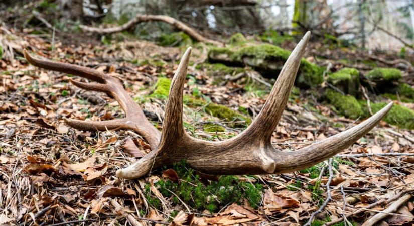 Elképesztő: maffiamódszerekkel szerzik meg az agancsokat