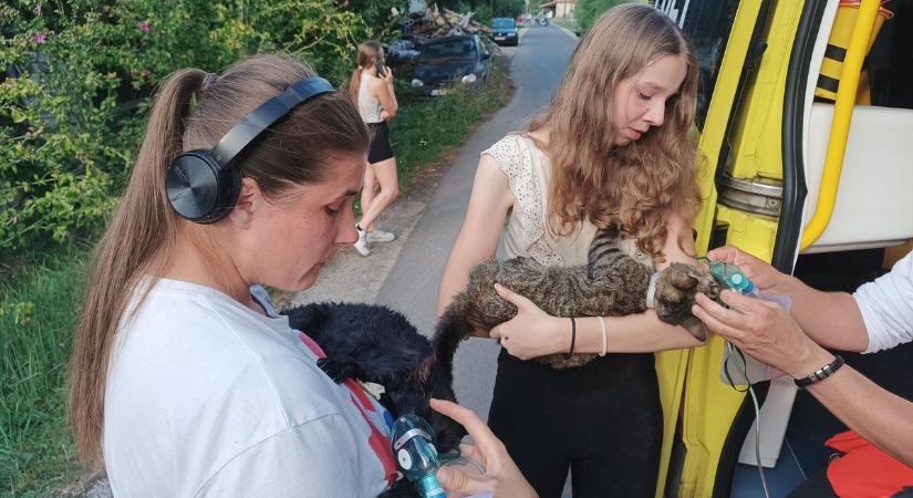 A novaji lakástűz során két cica a halál torkából menekült meg