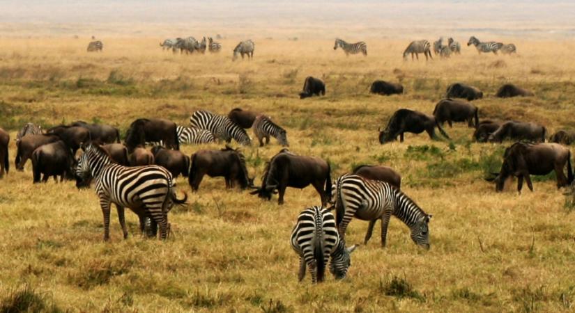 Lefelezte a kelet-afrikai Serengetiben vonuló gnúk populációját az AI