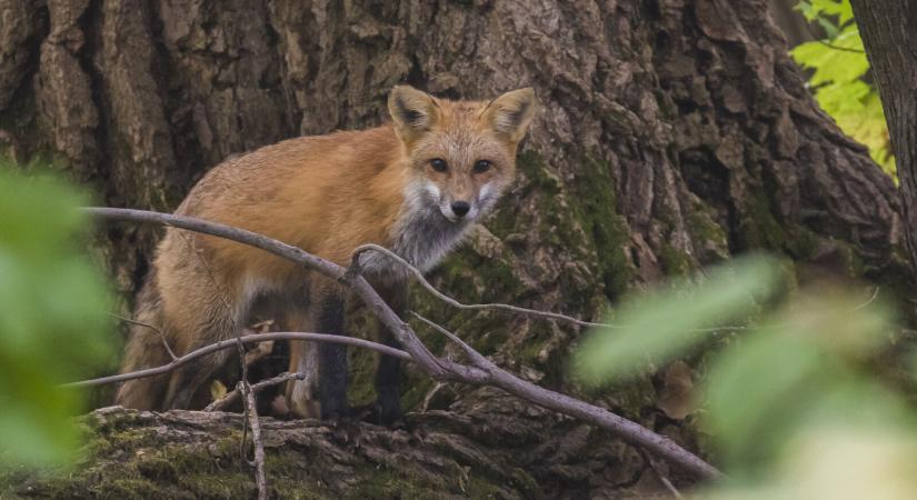 Ez a tervük a hatóságoknak a rókákkal – meg kell előzni a veszettség terjedését