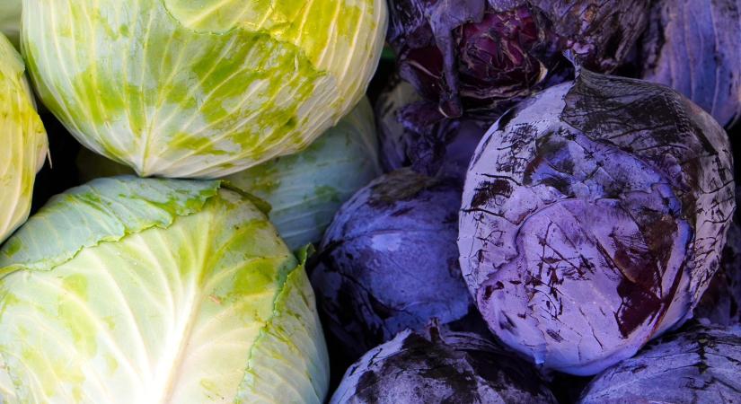 Visszaesett a hazai káposztatermés, emelkedtek az árak