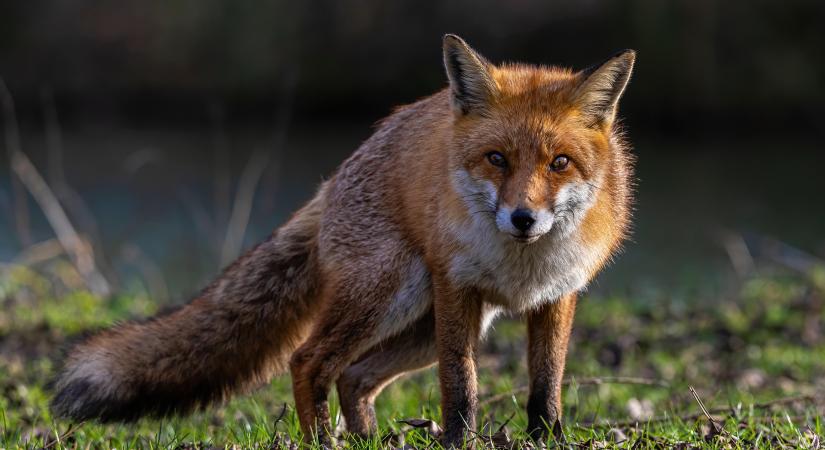 Az idei őszi rókavakcinázás október 4-én indul