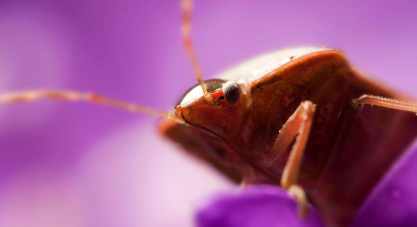 Itt az új poloska, sokkal durvábban néz ki, mint a többi, Magyarországon fedezték fel
