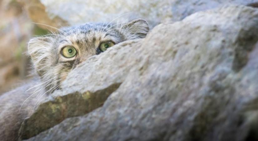 Ezt a különleges macskafélét találták meg a világ legmagasabb hegyén
