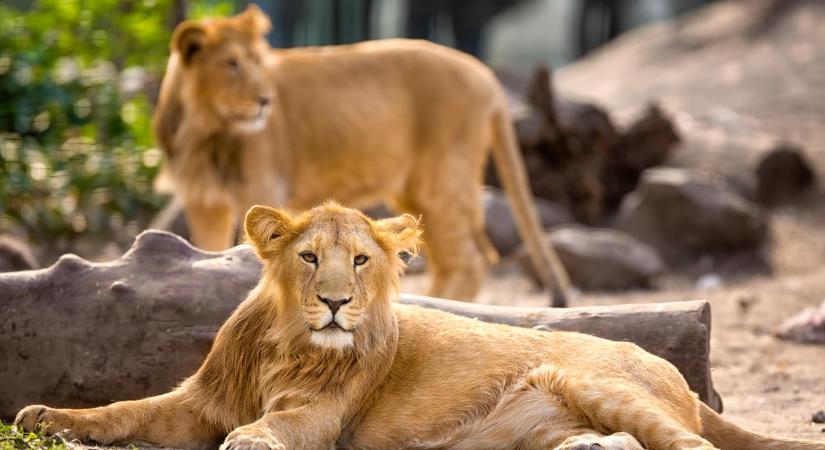 Ragadozók áldozata lett egy gondozó egy szafariparkban