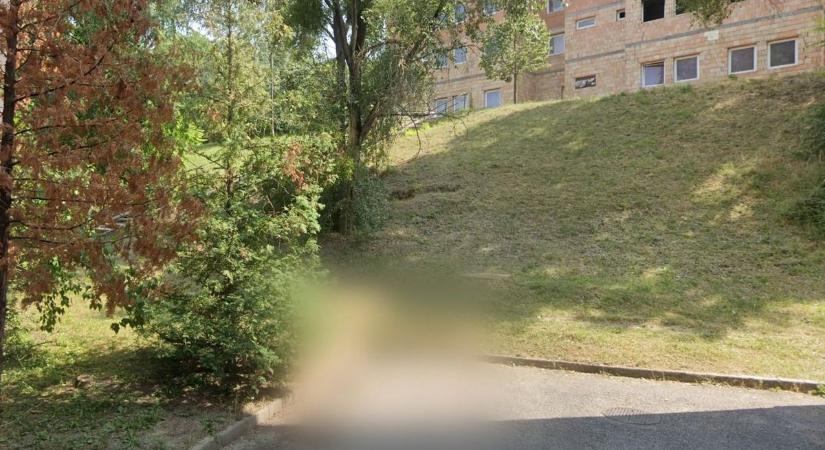 Szokatlan vendéget fotóztak a lakótelepen