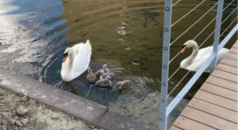 Bántalmazták a hattyúfiókát, a szálloda dolgozói mentették meg