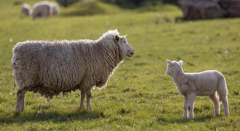 Súlyos járvány terjed ebben a vármegyében, egyre többen aggódnak