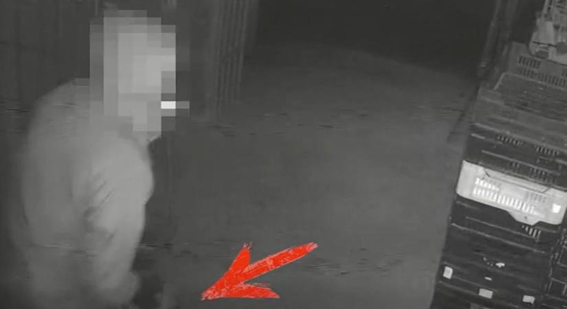 Lassított felvételen a hevesi tolvaj, éjjeli rókaként lopkodta össze a reggelire valót – videóval