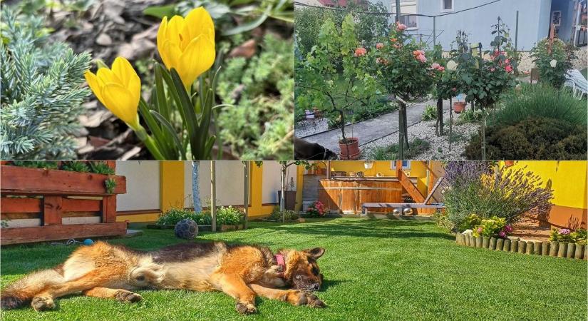 Megmutatták olvasóink hogyan néz ki a kertjük - sok-sok fotó
