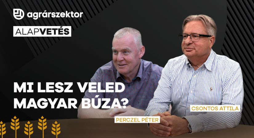 Mi lesz veled magyar búza? Drasztikus váltás kell
