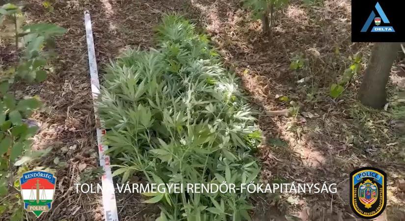 Ötezer forintért adott egy pakkot: letartóztatták az iregszemcsei kendertermesztőt (videóval)