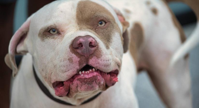 Nyakon harapott egy pitbullt a 70 éves nő, hogy elengedje a kiskutyáját