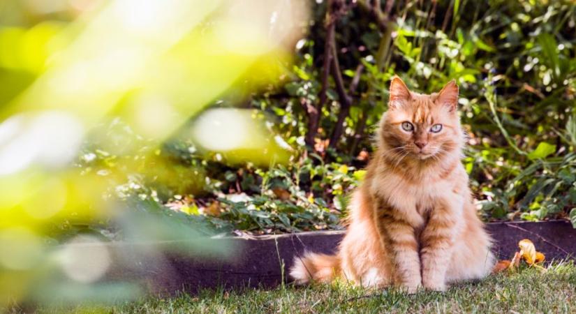 Macskapisi és -kaki az udvaron: így kezeljük őket