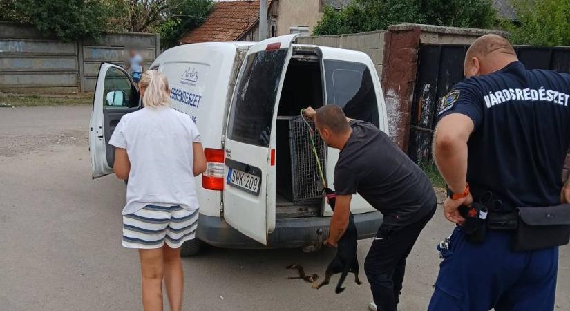 Ilyet többet ne! Azonnal összepakoltattak mindent a gyöngyösi árussal, amikor ezt meglátták