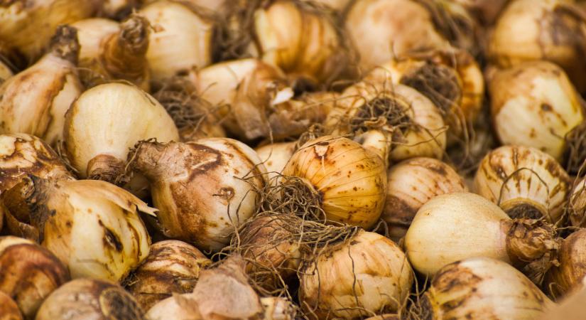 Ezt rontják el legtöbben a tulipán ültetésénél
