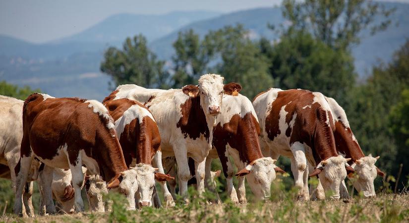 Hivatalos: megszabadult Magyarország a ragadós száj- és körömfájástól