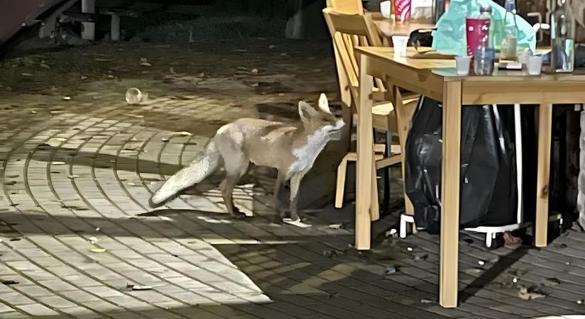 Vadállatok emberközelben, oda kell figyelnünk