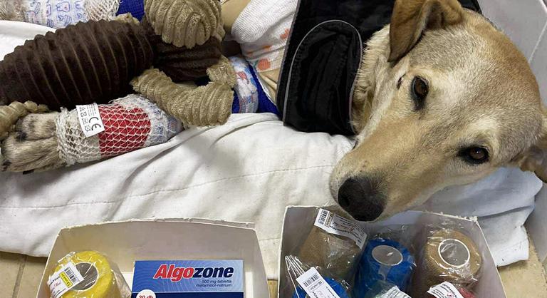 Napról napra jobban van Rozi kutya, akit autó után kötve húzott gazdája az aszfalton