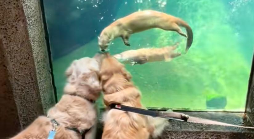 Vidrákkal találkoznak a golden retrieverek: ami ezután történik, szíveket olvaszt meg - Videó