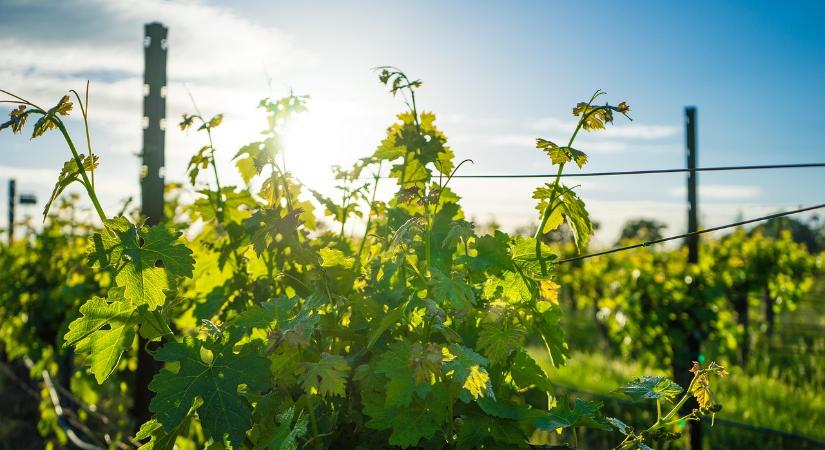 Kihívásokkal teli szüret vár a francia borászatokra