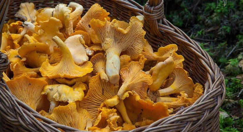 Ehető vagy mérges? Gombaszakértő segíti az eligazodást Osliban