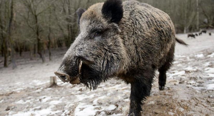 Vaddisznóhelyzet Hegyvidéken: állatvédők és a helyiek tiltakoznak a kutyapárt döntése ellen