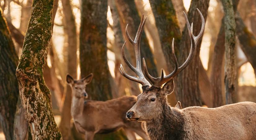 Agancsmaffia dúlja fel a magyar erdőket – quadokkal hajszolják az állatokat
